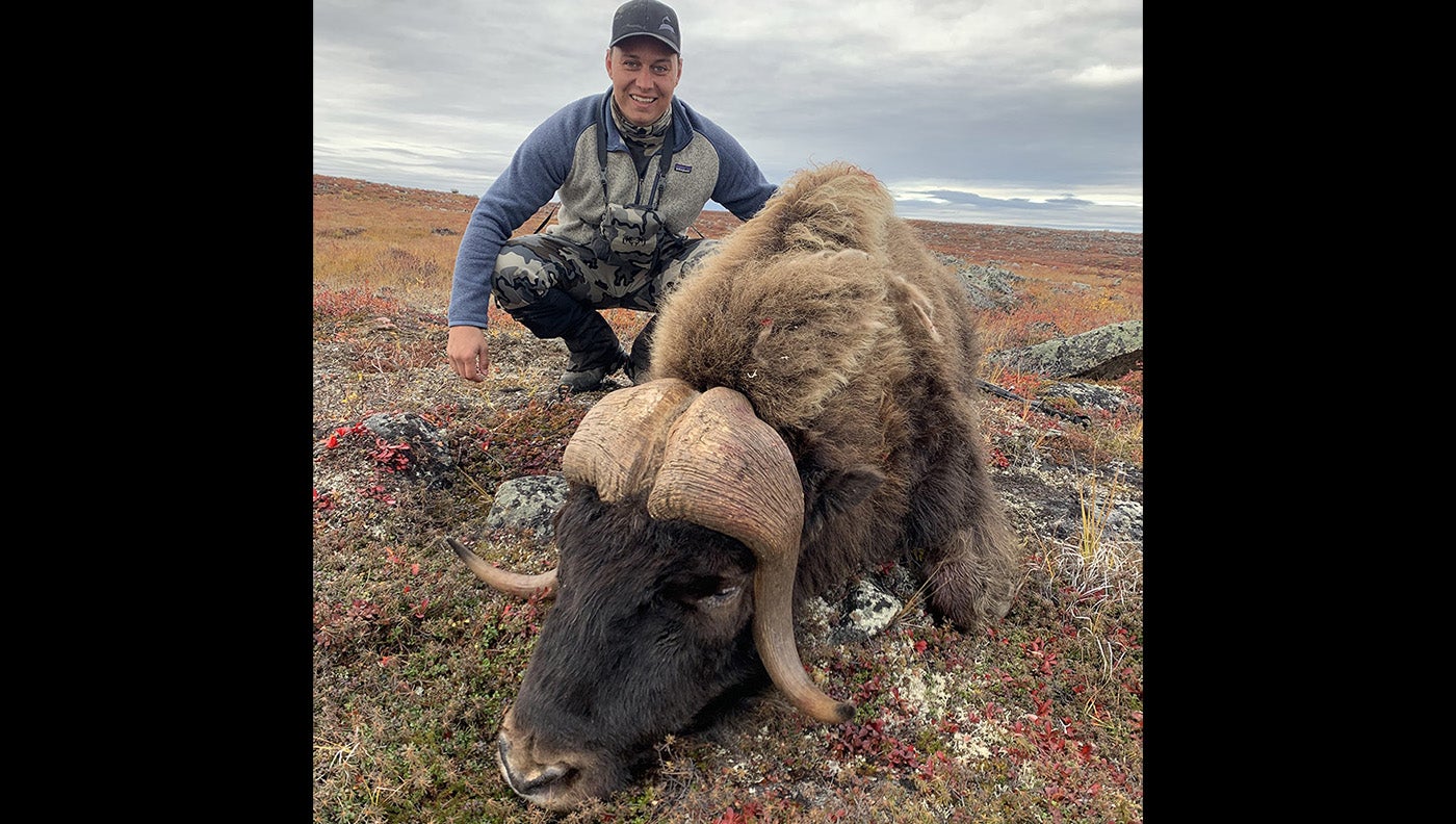 Man stands behind large dead muskox
