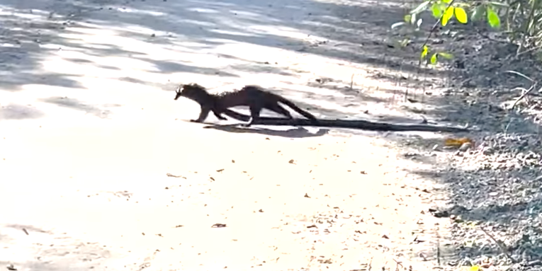 Video: Rare Footage of Everglades Mink Preying on Large Snake