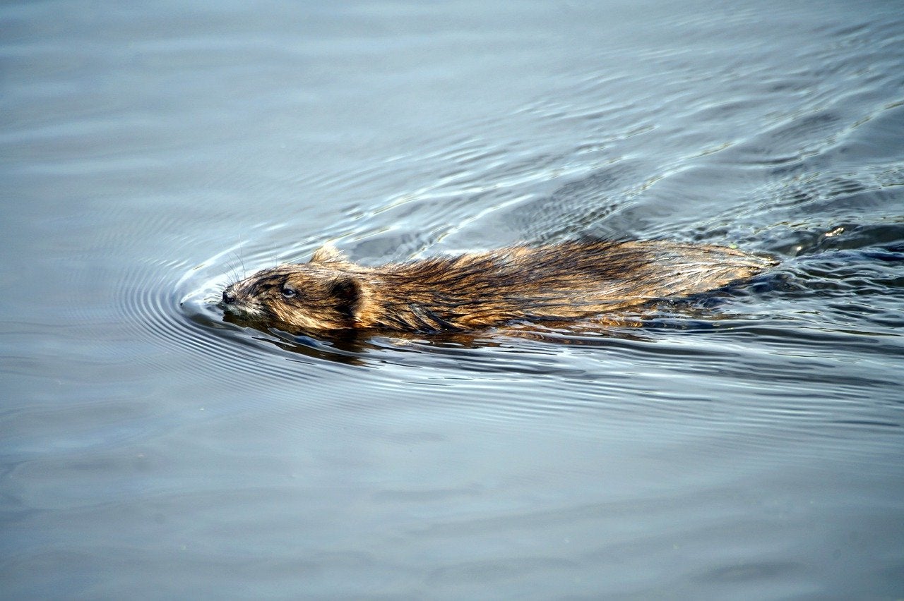 Muskrat swimming in the water.
