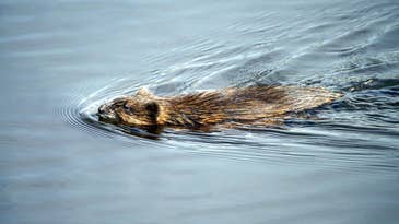 The Beginner’s Guide To Muskrat Trapping