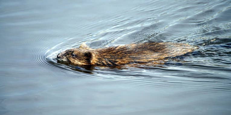 The Beginner’s Guide To Muskrat Trapping