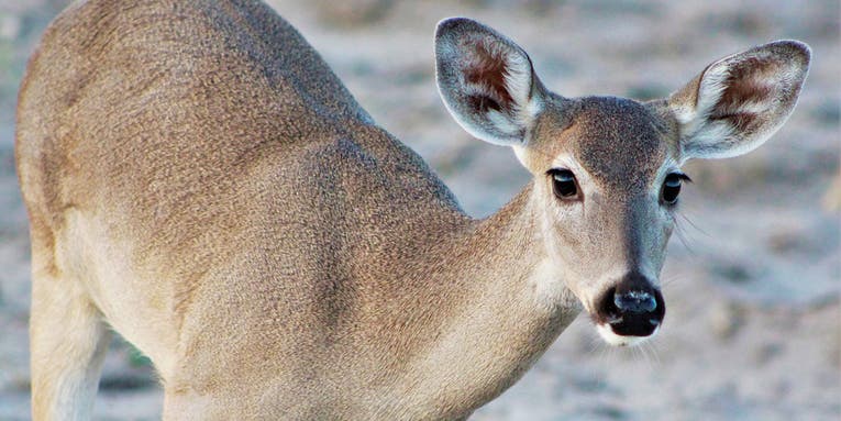 CWD Found in Alabama for the First Time, Prompting Emergency Regulation Changes