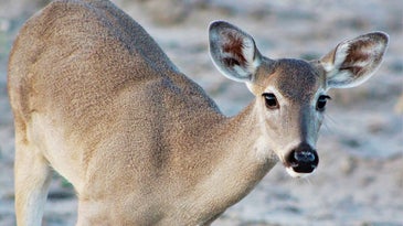 photo of a whitetail deer doe