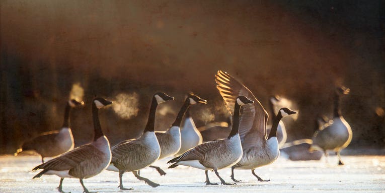 Geese on Ice: How to Hunt Honkers In Extremely Cold Weather