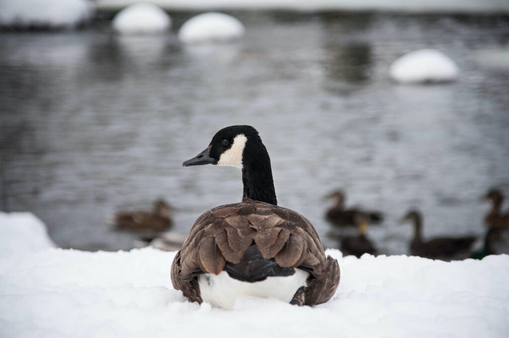 Canada goose resting on the snow next to the water.