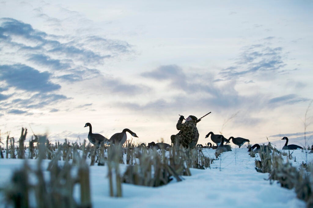 Goose hunter calling in a winter corn field.