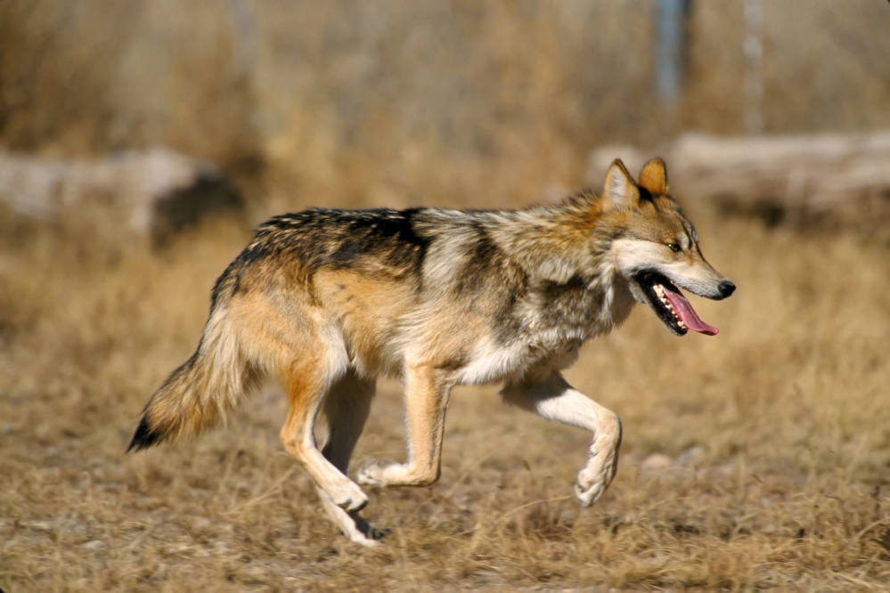 Mexican gray wolf runs through field