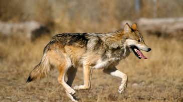 Well-Known Endangered Mexican Gray Wolf Killed in Arizona