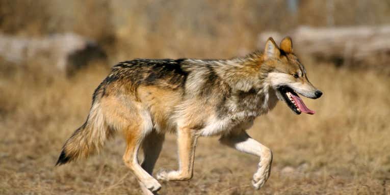 Well-Known Endangered Mexican Gray Wolf Killed in Arizona