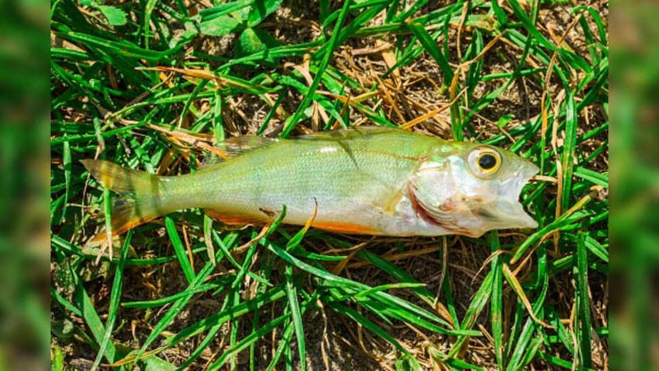 small fish on grass
