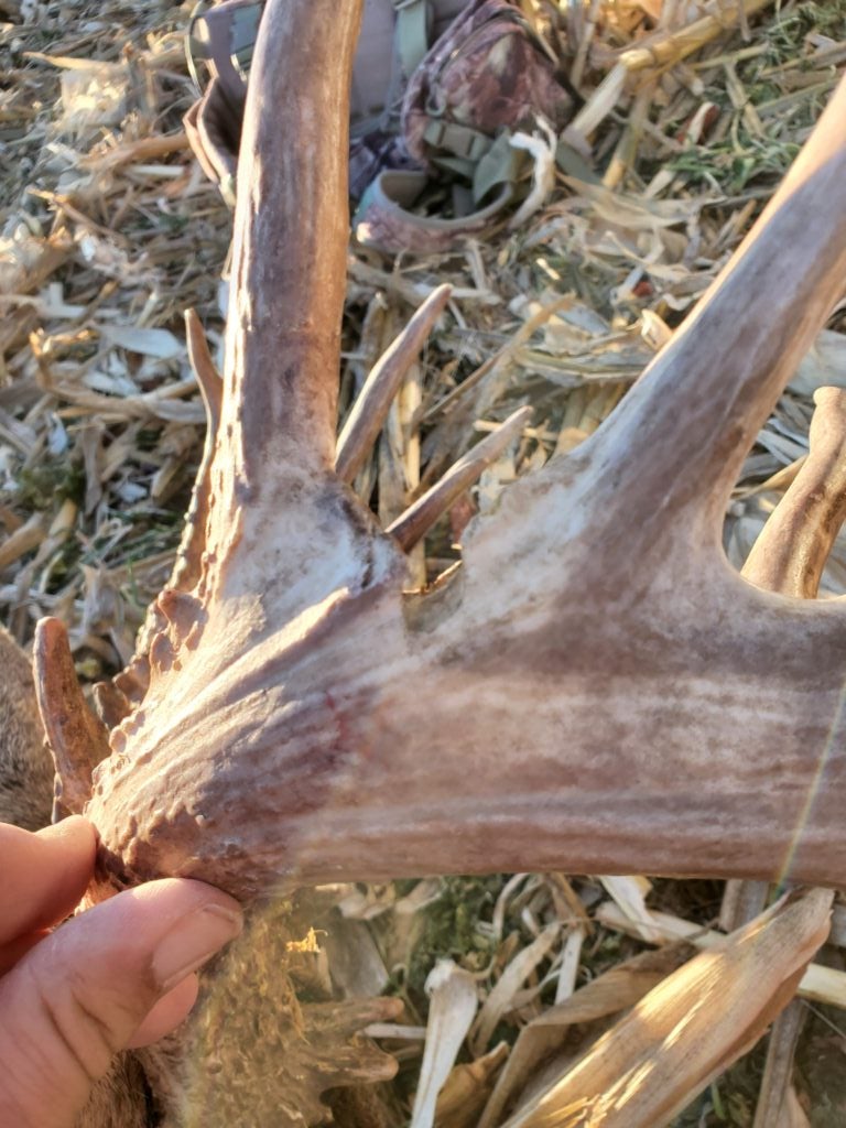 photo of a whitetail deer's rack