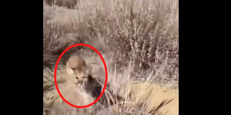 Video: Watch a California Jogger Stop a Mountain Lion Attack—By Roaring