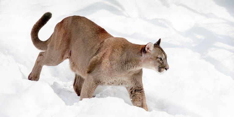 New Bill Would Ban Mountain Lion and Bobcat Hunting in Colorado