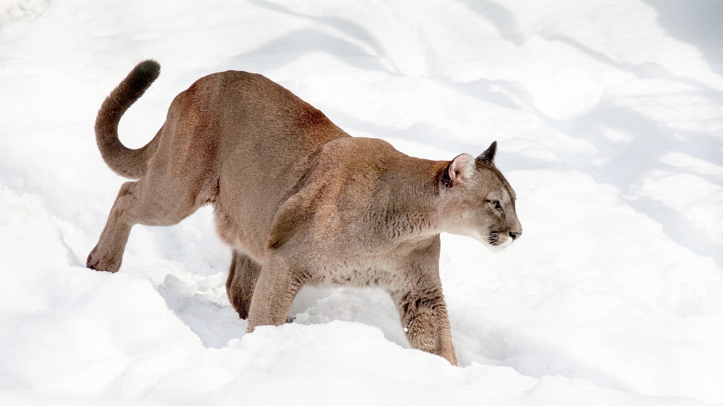 mountain lion prowls through snow