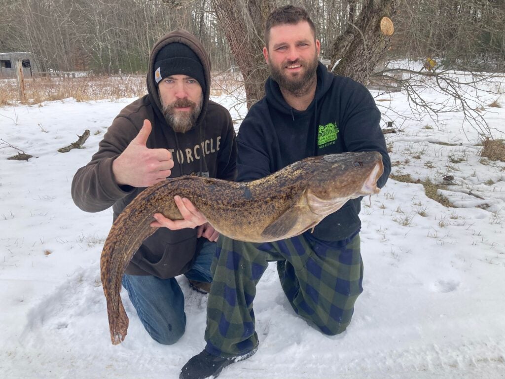 New State Record Cusk Landed in New Hampshire