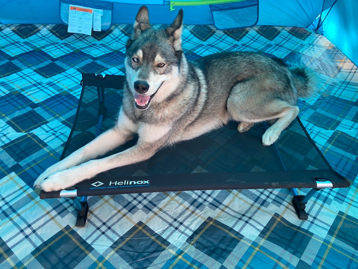 Husky sitting on Helinox Elevated Dog Cot in camping tent