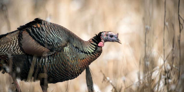 Why Are Wild Turkey Populations Diminishing?