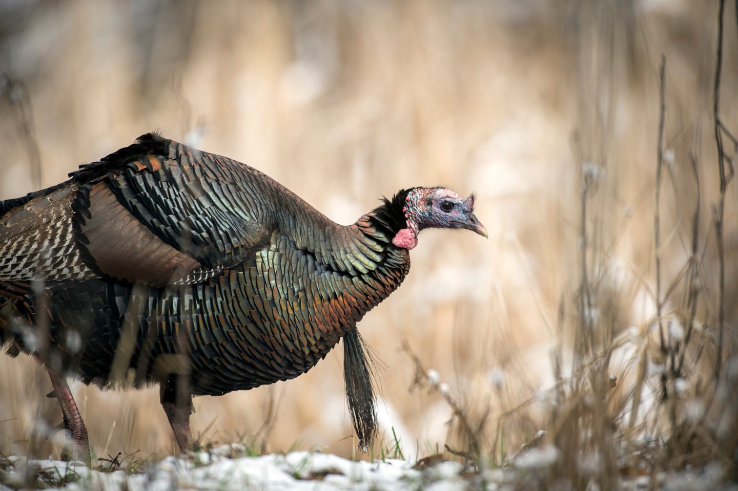 Wild turkey feeds in the early spring