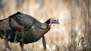 Wild turkey feeds in the early spring