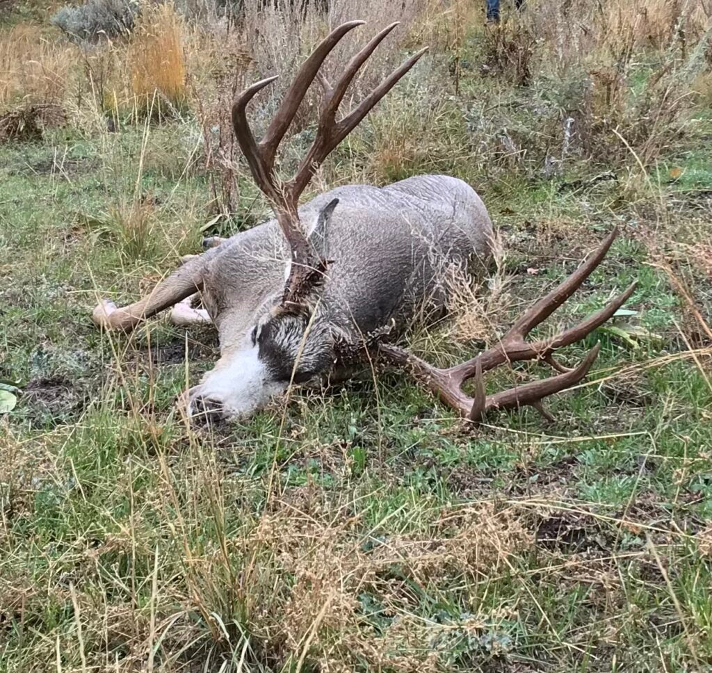 big mule deer buck on ground