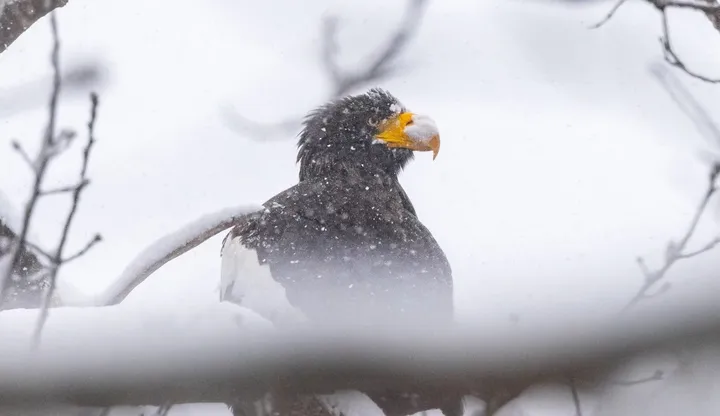 Steller's sea eagle perched on tree in snow