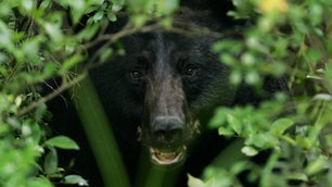 black bear in the bushes