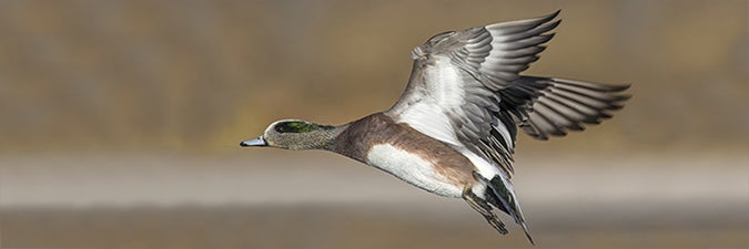 widgeon flies through marsh