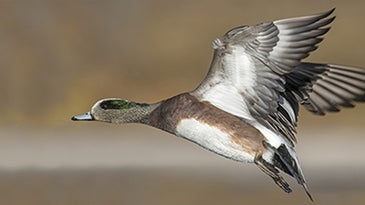 Officials Detect Highly Infectious Avian Flu in Wild Ducks in the Carolinas