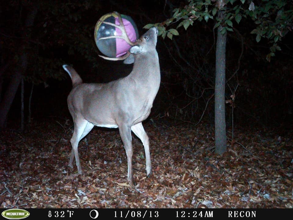 trail-camera photo of deer with beach ball in antlers
