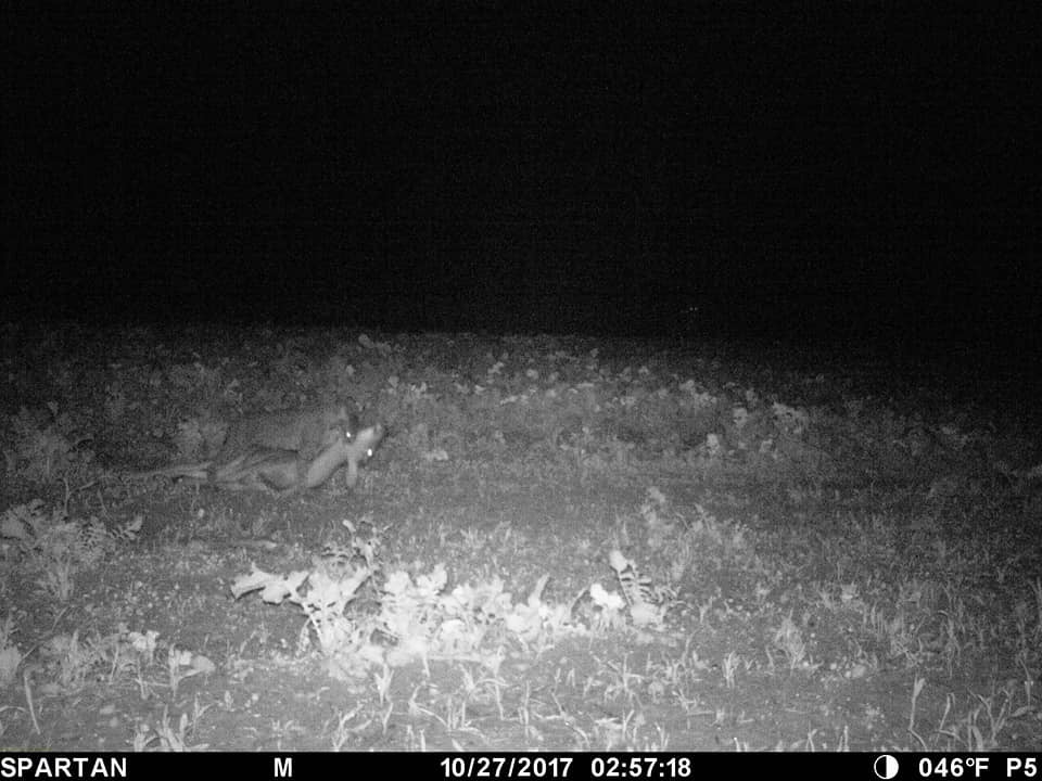 trail-camera photo of a bobcat