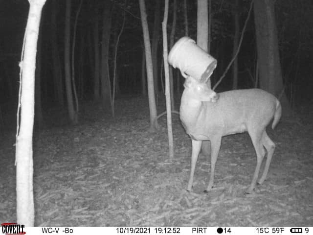 trail-camera photo of a deer with a bucket on its head