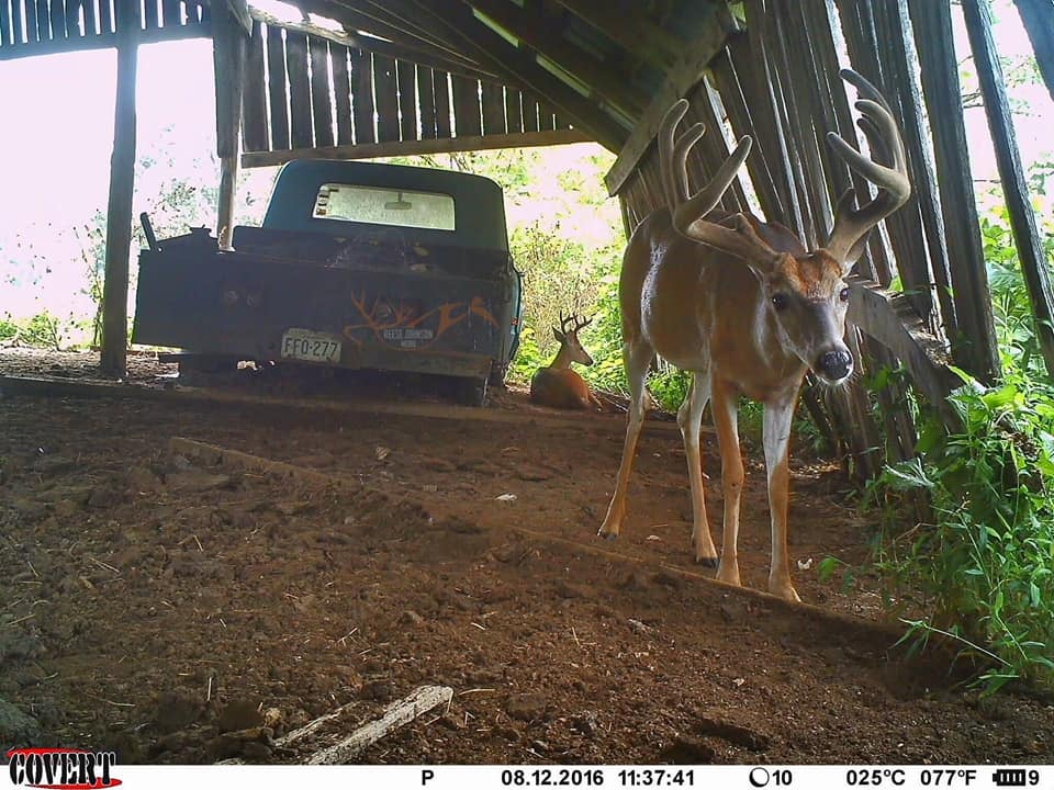 trail-camera photo of deer in barn