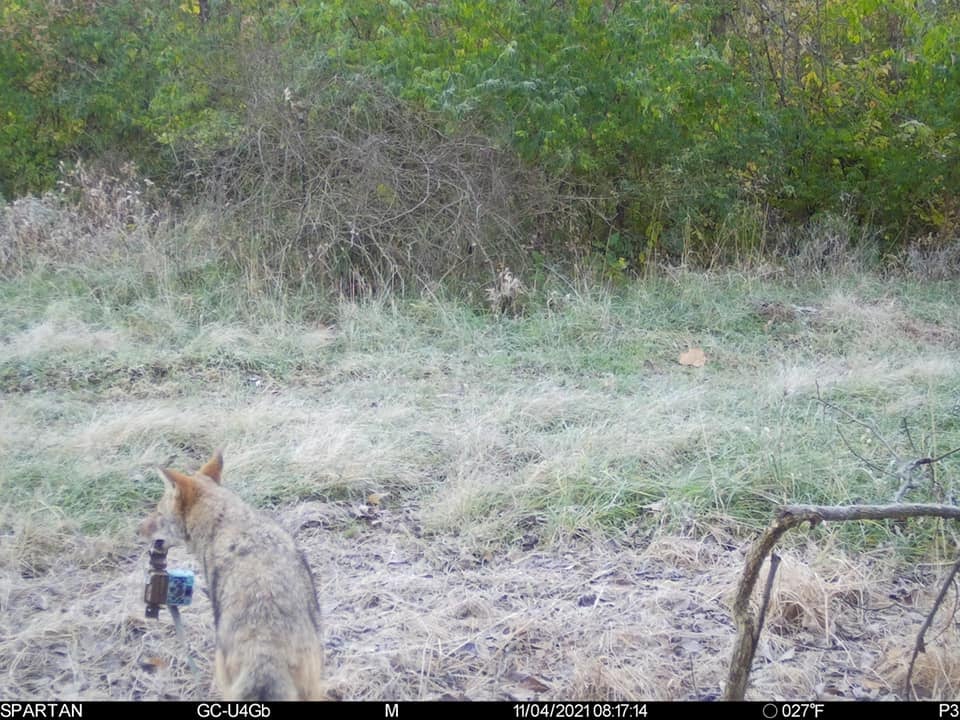 trail-camera photo of coyote stealing a trail camera