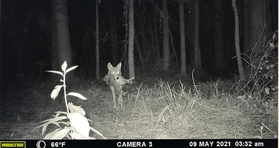 trail-camera photo of coyote with raccoon