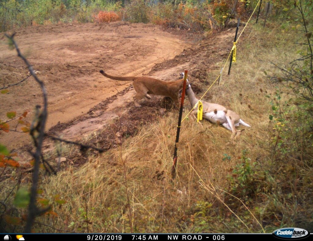 trail-camera photo of cougar and deer