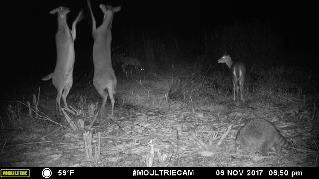 trail-camera photo of whitetail does fighting