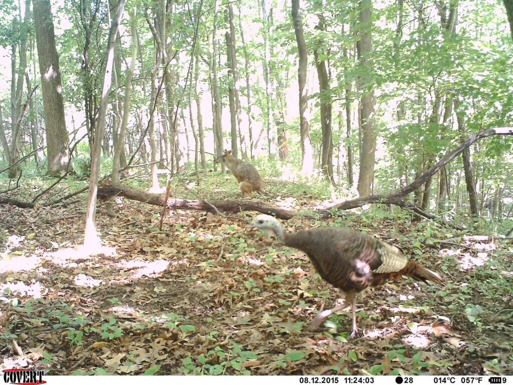 trail-camera photo of turkey and coyote