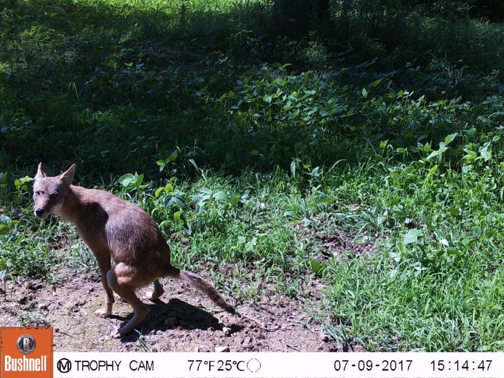 trail-camera photo of coyote