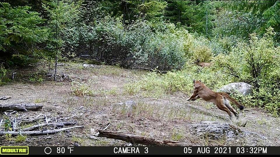 trail-camera photo of mountain lion chasing deer