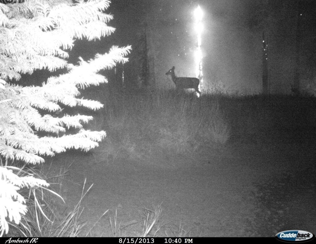 photo of deer in wildfire