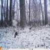 trail-camera photo of hawk with squirrel