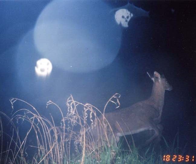 trail-camera photo of whitetail deer