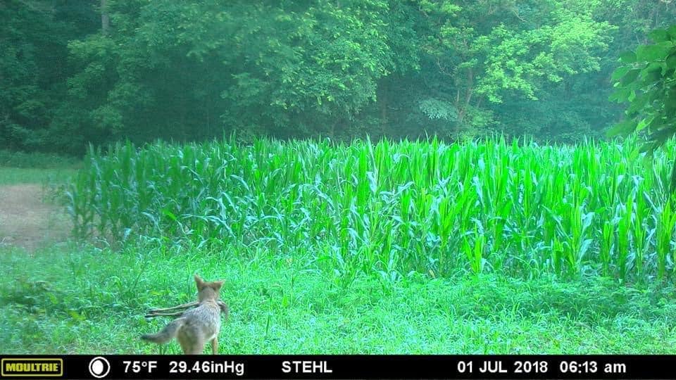 trail-camera photo of coyote and fawn deer