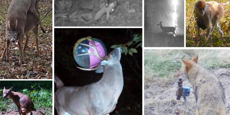 50 of the Wildest Trail Camera Photos You’ve Ever Seen