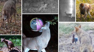 a collage of animal trail-cam photos