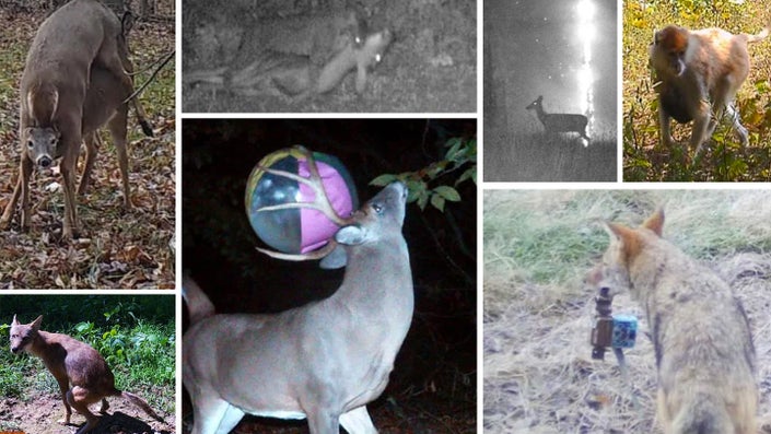 a collage of animal trail-cam photos