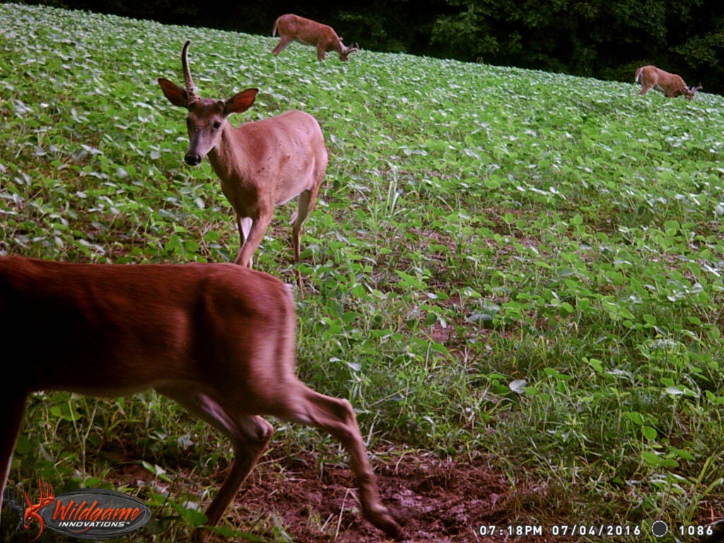 trail-camera photo of a whitetail buck with one antler
