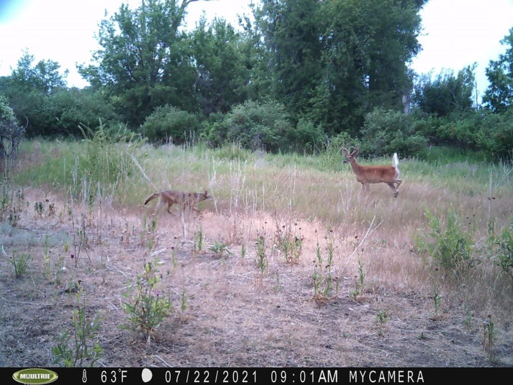trail-camera photo of whitetail buck and coyote