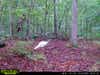trail-camera photo of albino turkey