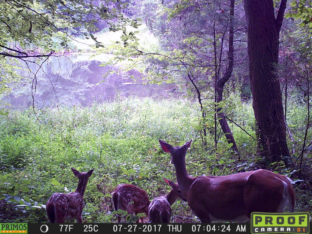 trail-camera photo of whitetail doe and three fawns